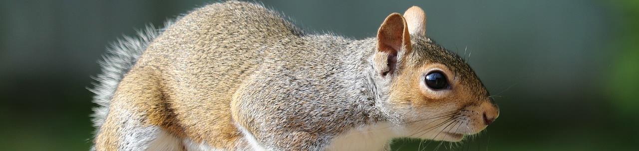 Nassau County Wildlife Control | Squirrel | Removal
